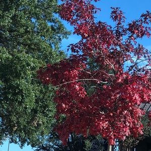 Meet your Posher, Doja